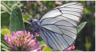 Массовый лет бабочек боярышницы-вредителя